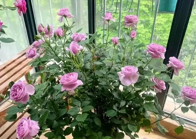 後悔沒早看！這5種花再漂亮也不能放家裡，養久了傷身又破財