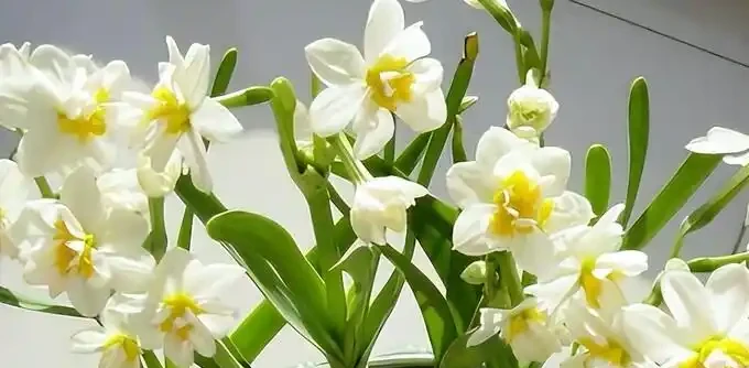 後悔沒早看！這5種花再漂亮也不能放家裡，養久了傷身又破財