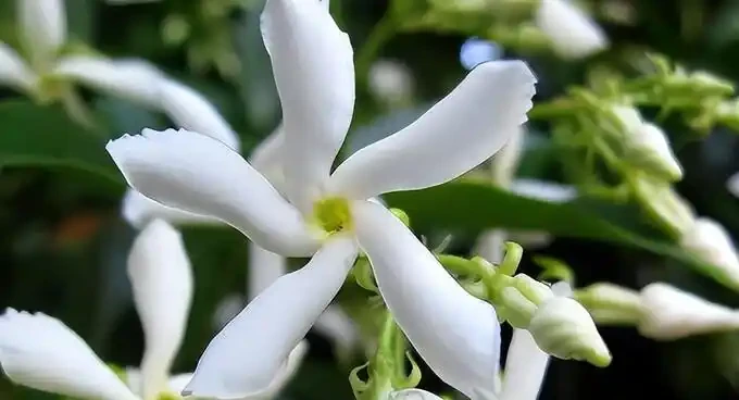 後悔沒早看！這5種花再漂亮也不能放家裡，養久了傷身又破財