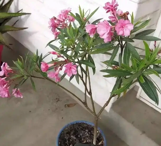 後悔沒早看！這5種花再漂亮也不能放家裡，養久了傷身又破財