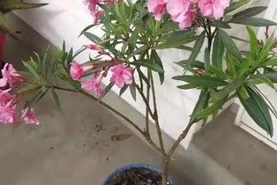 後悔沒早看！這5種花再漂亮也不能放家裡，養久了傷身又破財