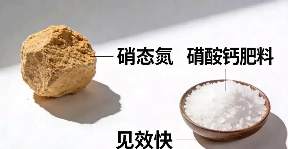 果樹氮肥選不對,全年白費力!3種核心氮肥講透,果個大、葉片厚才是硬道理