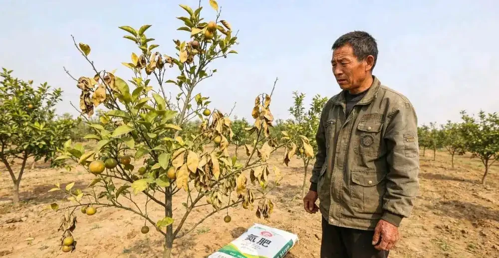 果樹氮肥選不對,全年白費力!3種核心氮肥講透,果個大、葉片厚才是硬道理