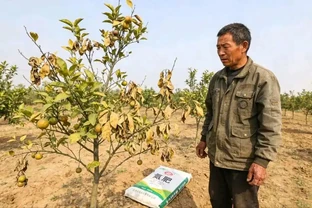 果樹氮肥選不對，全年白費力！3種核心氮肥講透，果個大、葉片厚才是硬道理