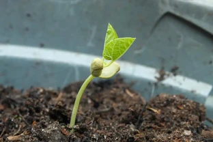 發財樹怎麼修剪？3個關鍵動作，讓它枝繁葉茂財運旺