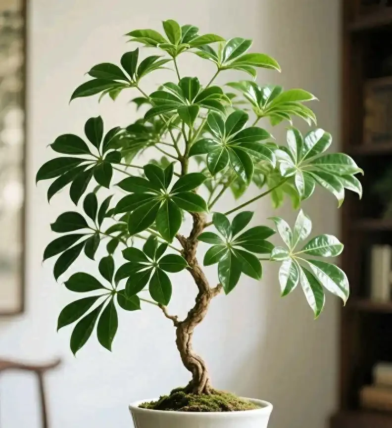 救命指南!你家的鴨腳木變成「光棍樹」?就這兩招,半年還你一片小森林