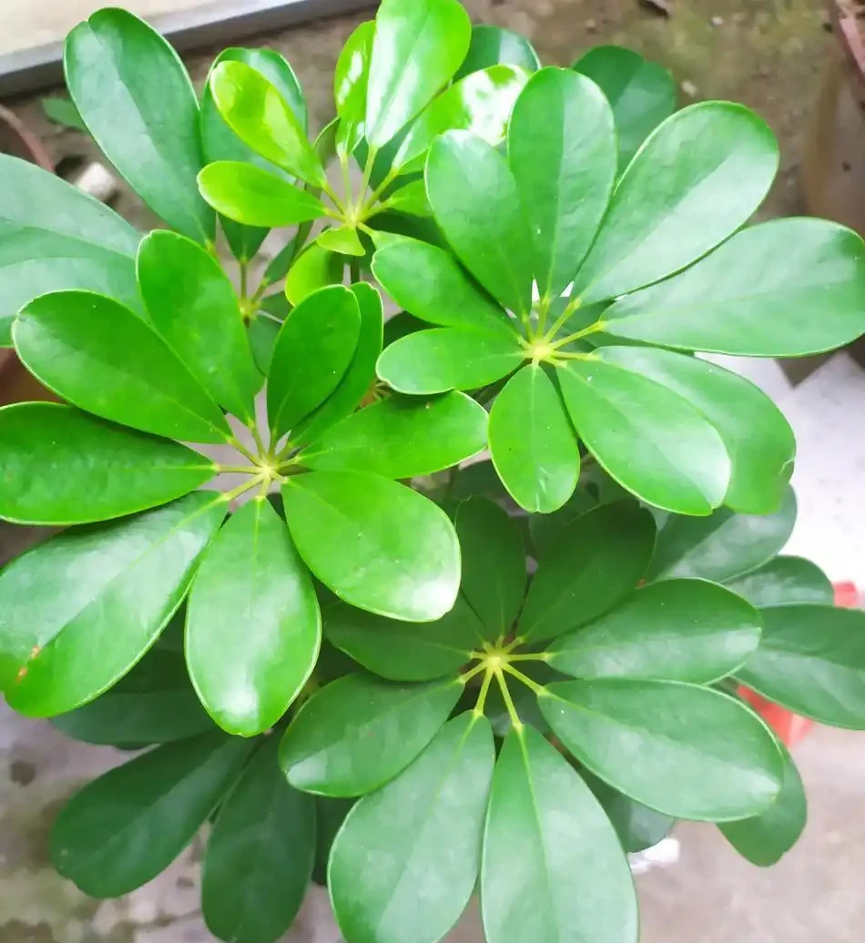救命指南!你家的鴨腳木變成「光棍樹」?就這兩招,半年還你一片小森林