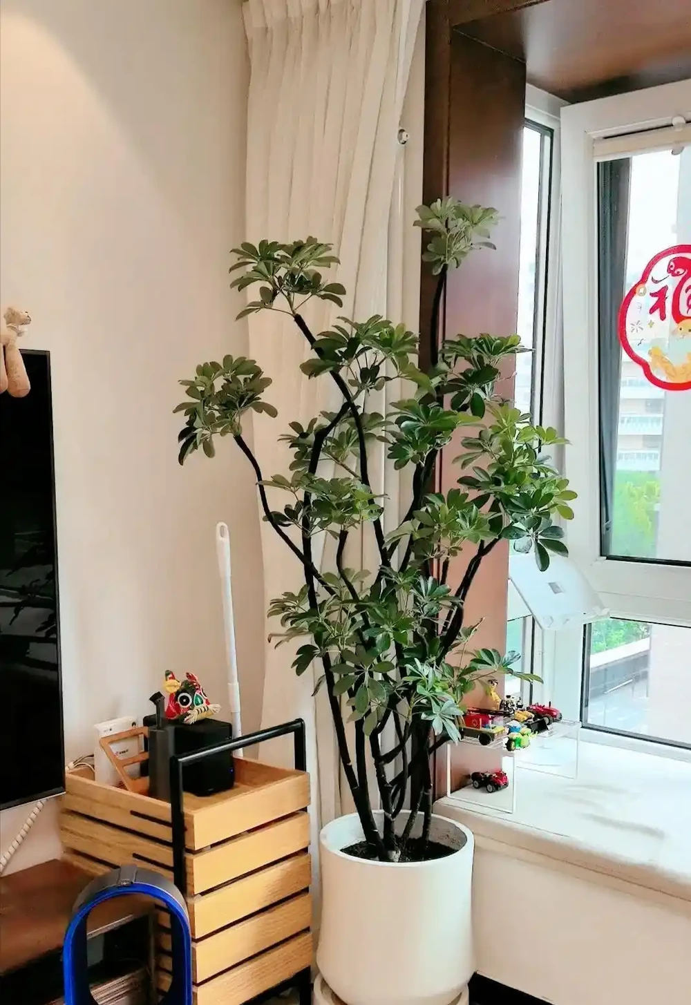 救命指南!你家的鴨腳木變成「光棍樹」?就這兩招,半年還你一片小森林