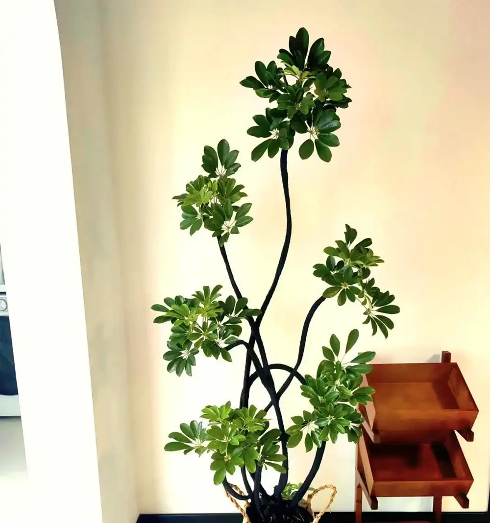 救命指南!你家的鴨腳木變成「光棍樹」?就這兩招,半年還你一片小森林