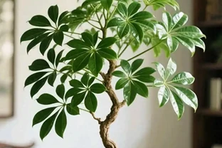 救命指南！你家的鴨腳木變成「光棍樹」？就這兩招，半年還你一片小森林