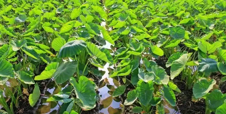 別再傻養黃金葛了!這7種花才是真招財,家裡放一盆好運擋都擋不住
