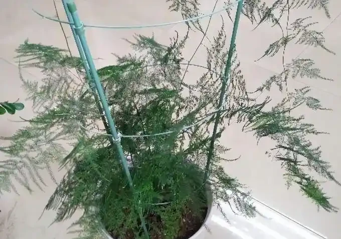 別再傻養黃金葛了!這7種花才是真招財,家裡放一盆好運擋都擋不住