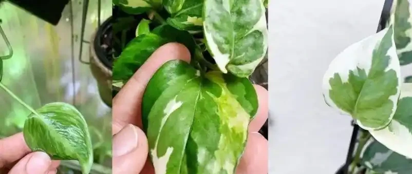 別再傻養黃金葛了!這7種花才是真招財,家裡放一盆好運擋都擋不住