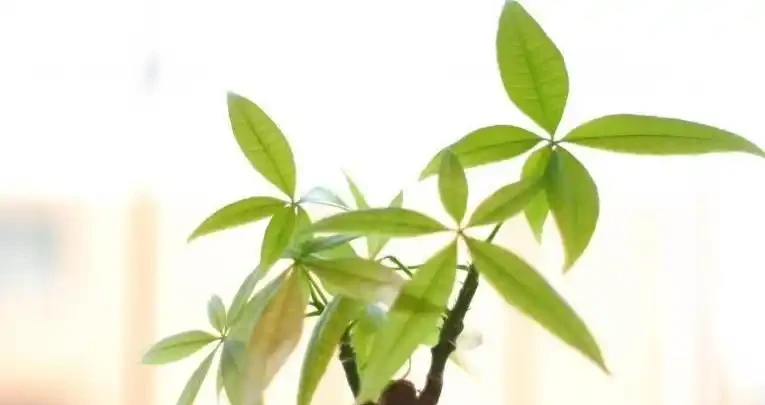 別再傻養黃金葛了!這7種花才是真招財,家裡放一盆好運擋都擋不住