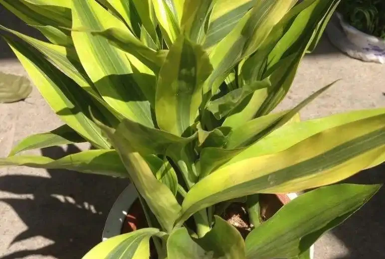 別再傻養黃金葛了!這7種花才是真招財,家裡放一盆好運擋都擋不住