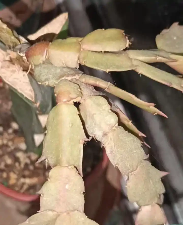 仙人掌養得又粗又壯?老花匠四要點