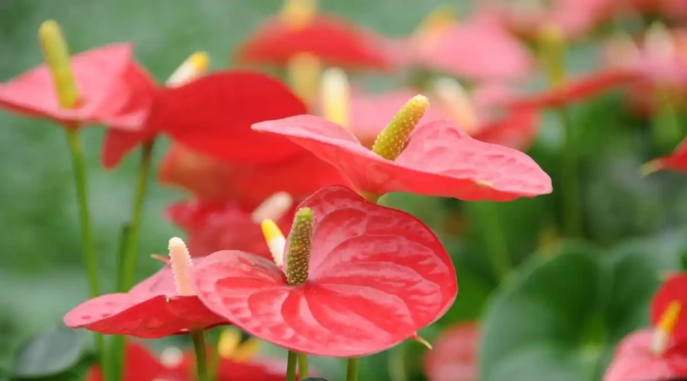火鶴花花後「急救」指南:剪一刀、換次盆、喂點肥,葉片油亮花不斷