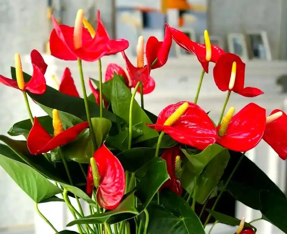 火鶴花花後「急救」指南:剪一刀、換次盆、喂點肥,葉片油亮花不斷
