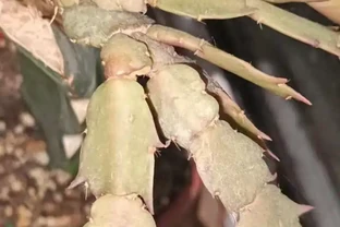 仙人掌養得又粗又壯？老花匠四要點