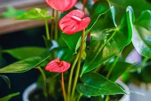 火鶴花花後「急救」指南：剪一刀、換次盆、喂點肥，葉片油亮花不斷