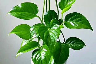 黃金葛能施什麼肥
