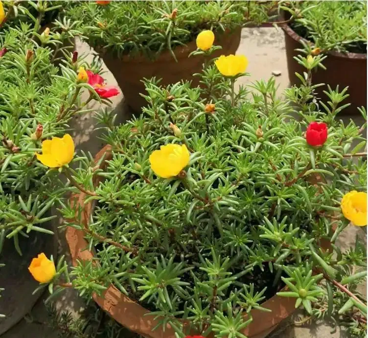 新疆陽臺封神!這「死不了」的松葉牡丹,曬不死、旱不死,開花期炸穿整個夏天