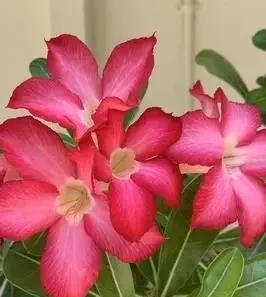 別再當「保姆」了!我用「3防2控1剪」虐出沙漠玫瑰27朵花,方法簡單粗暴