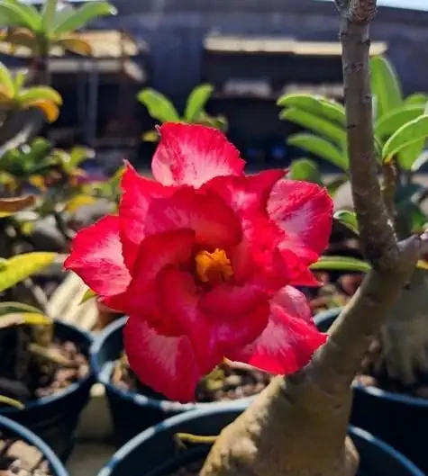 別再當「保姆」了!我用「3防2控1剪」虐出沙漠玫瑰27朵花,方法簡單粗暴