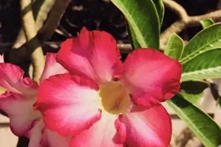 別再當「保姆」了！我用「3防2控1剪」虐出沙漠玫瑰27朵花，方法簡單粗暴