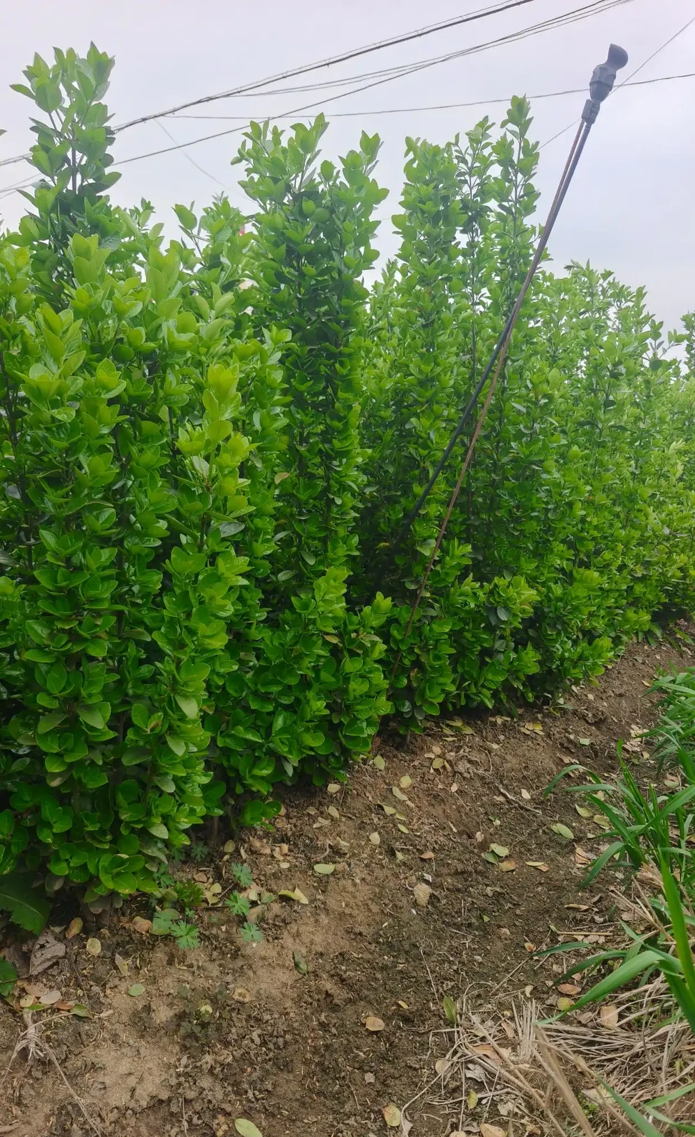 精品北海道大葉黃楊苗 適應性強