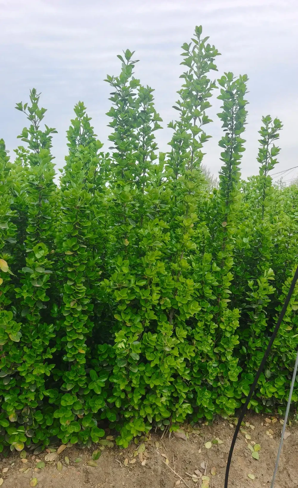 北海道大葉黃楊四季常綠耐寒易活