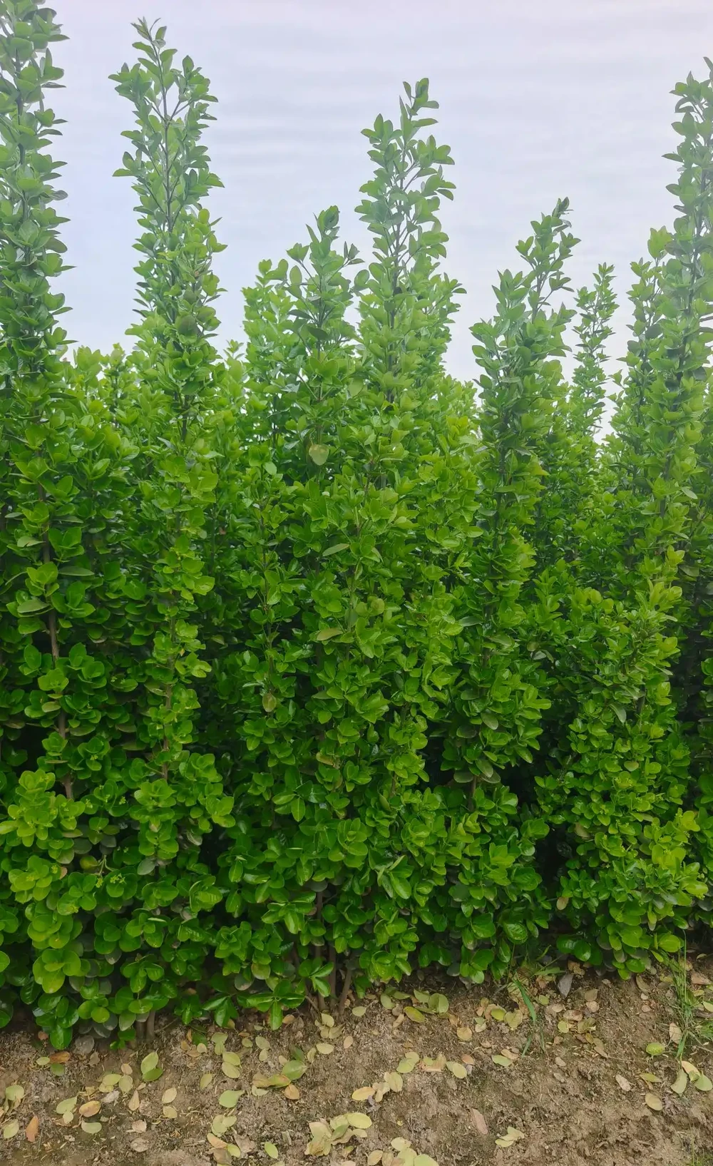 北海道庭院綠化工程綠籬首選植物