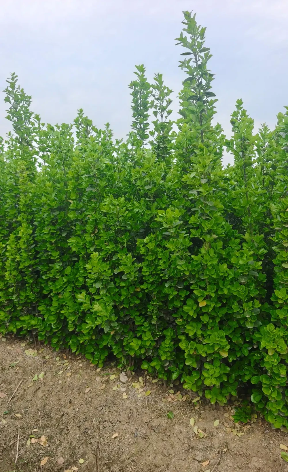 北海道庭院綠籬工程苗觀賞灌木優質品種
