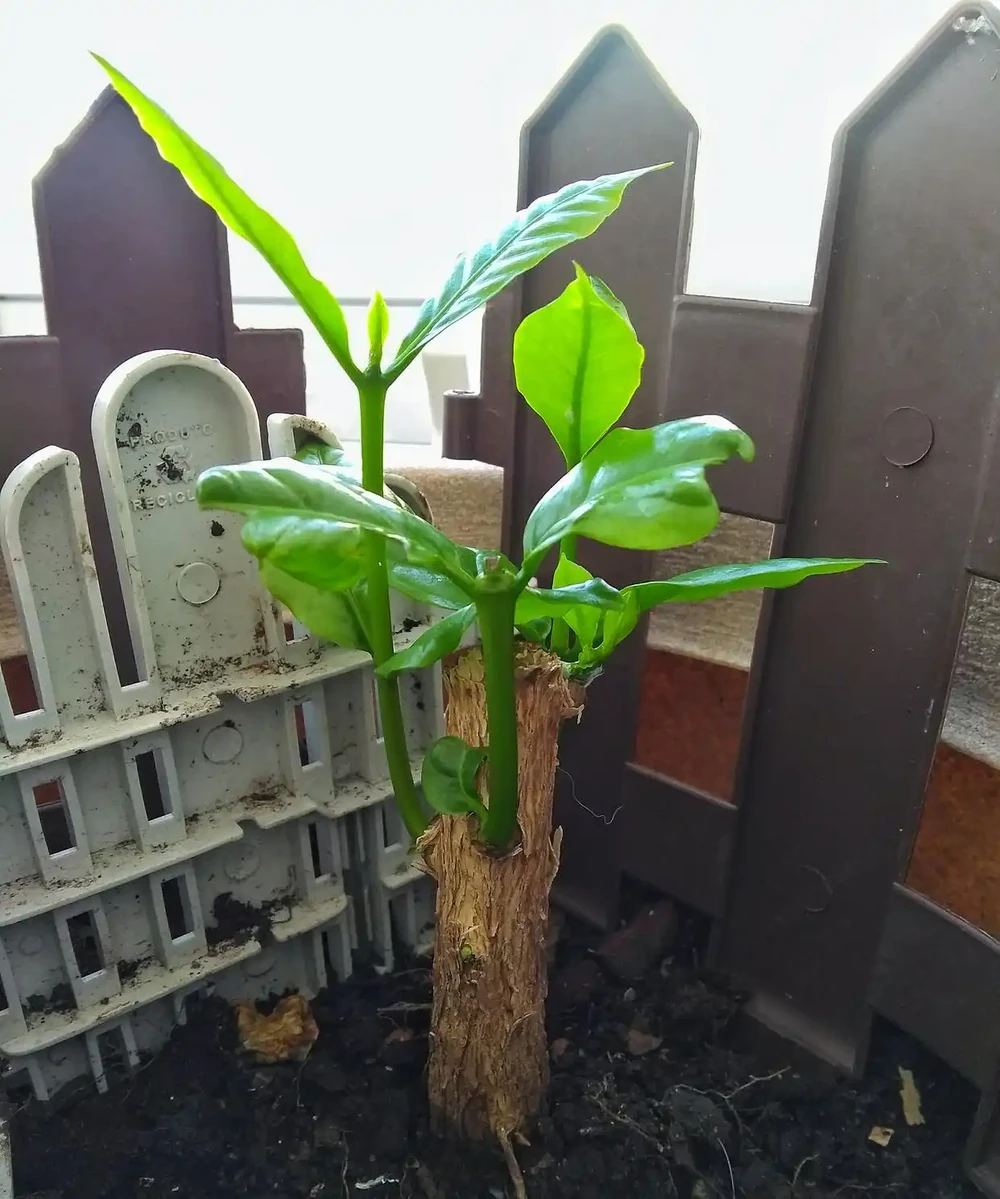 別亂配土！掌握發財樹的土怎麼配製，根系壯實葉子油亮