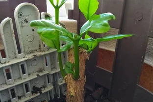 別亂配土！掌握發財樹的土怎麼配製，根系壯實葉子油亮