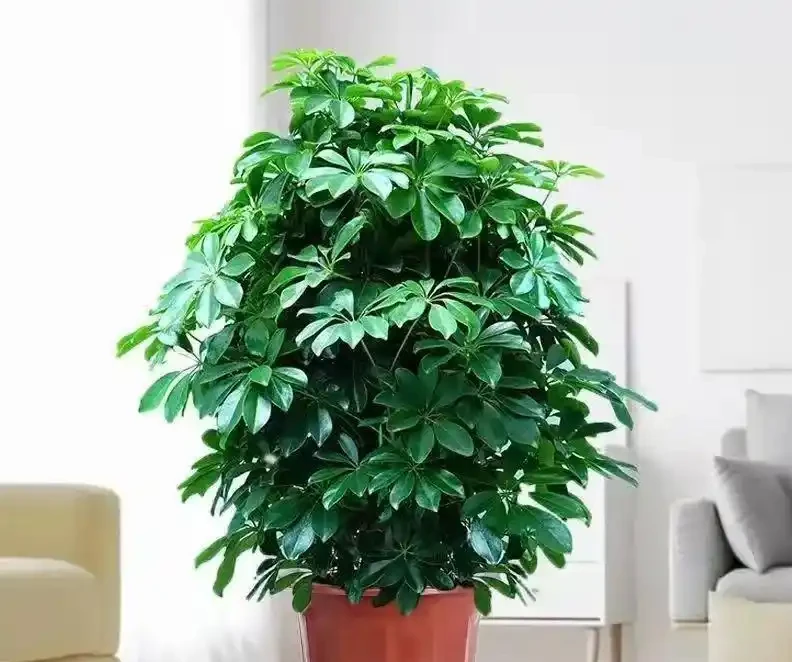 別瞎養了!鴨腳木從「亂草」變「招財樹」,就靠「先剪後養」這順序