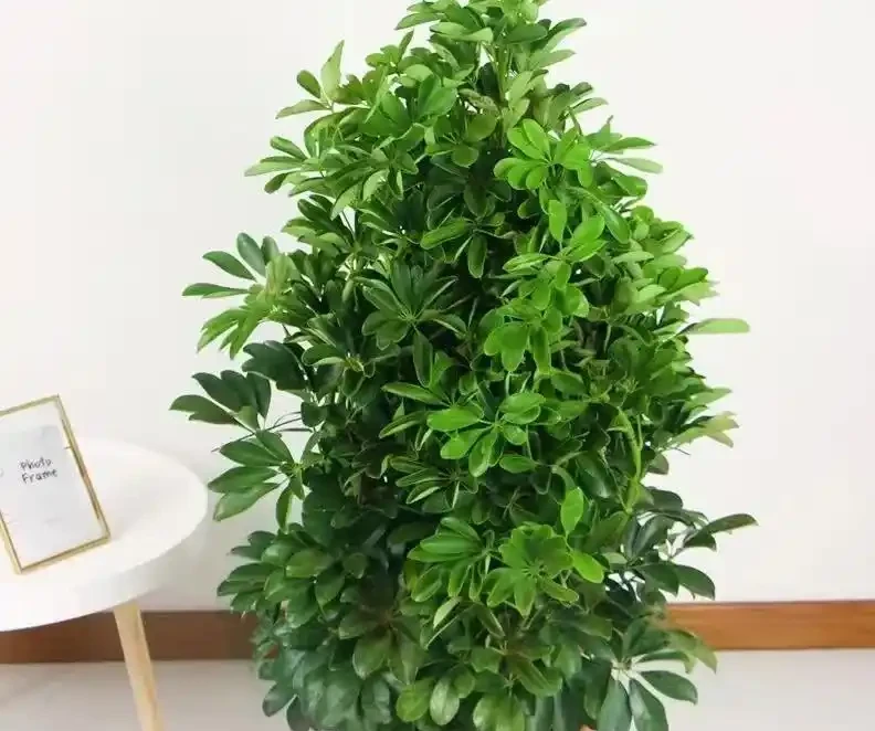別瞎養了!鴨腳木從「亂草」變「招財樹」,就靠「先剪後養」這順序