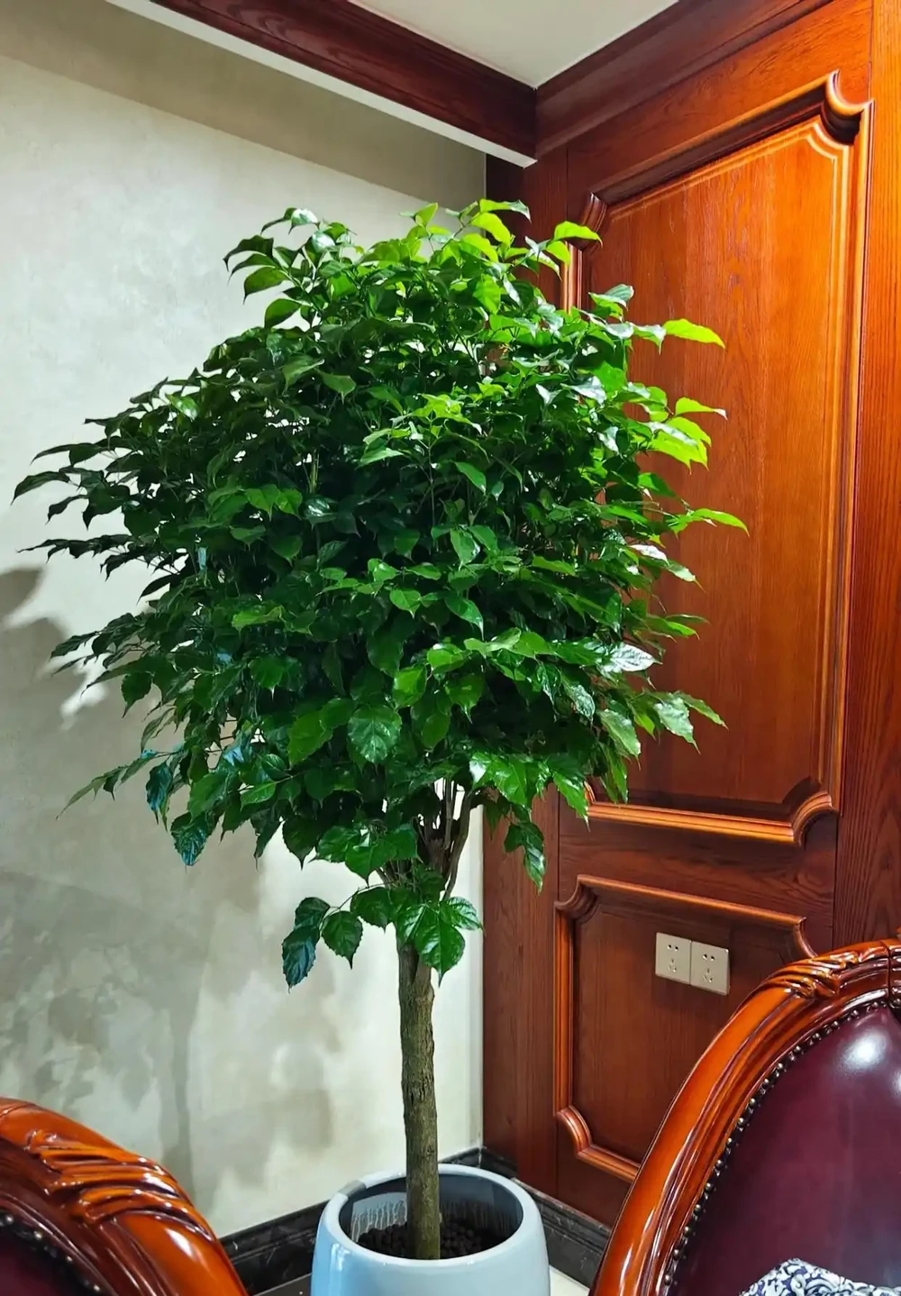 浙江49歲大叔,一棵幸福樹養15年,直接「養成棒棒糖樹」,太美了