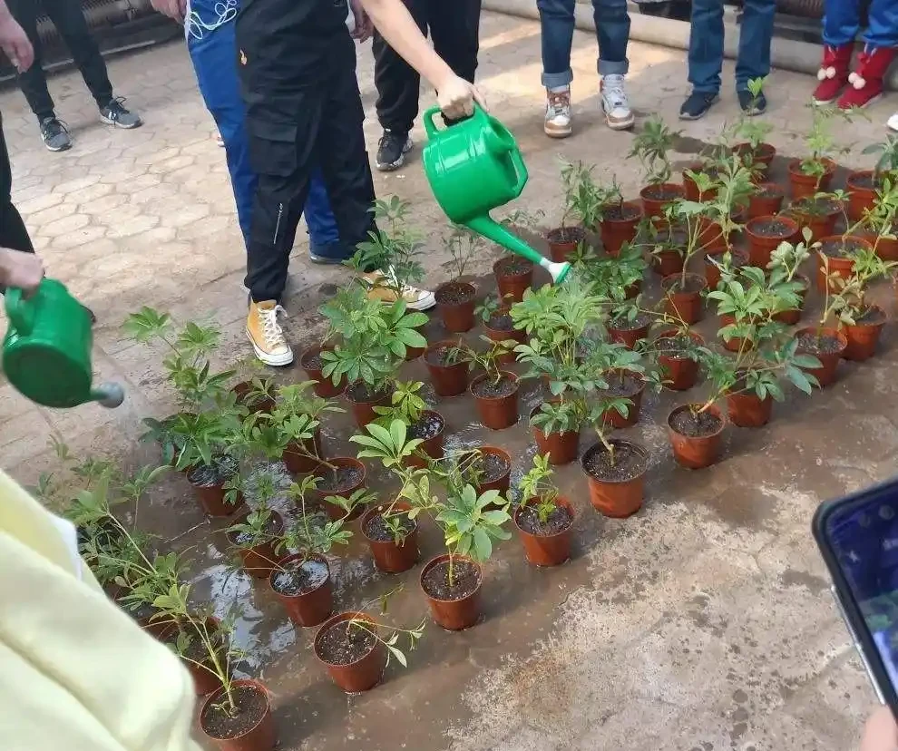 別瞎養了!鴨腳木從「亂草」變「招財樹」,就靠「先剪後養」這順序
