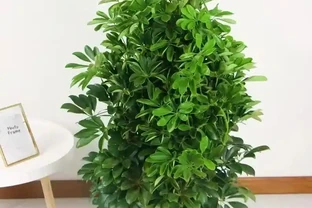 別瞎養了！鴨腳木從「亂草」變「招財樹」，就靠「先剪後養」這順序