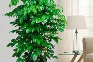 幸福樹總黃葉掉葉？別瞎施肥了！7個踩坑真相，第3個九成人中招