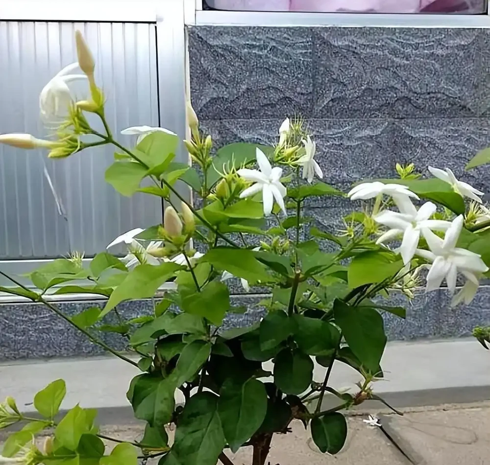 救命!北方春夏暴曬,綠植葉片焦邊?這2招輕鬆救回來