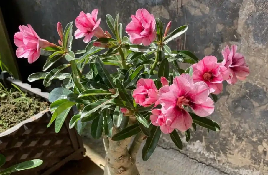 救命!北方春夏暴曬,綠植葉片焦邊?這2招輕鬆救回來