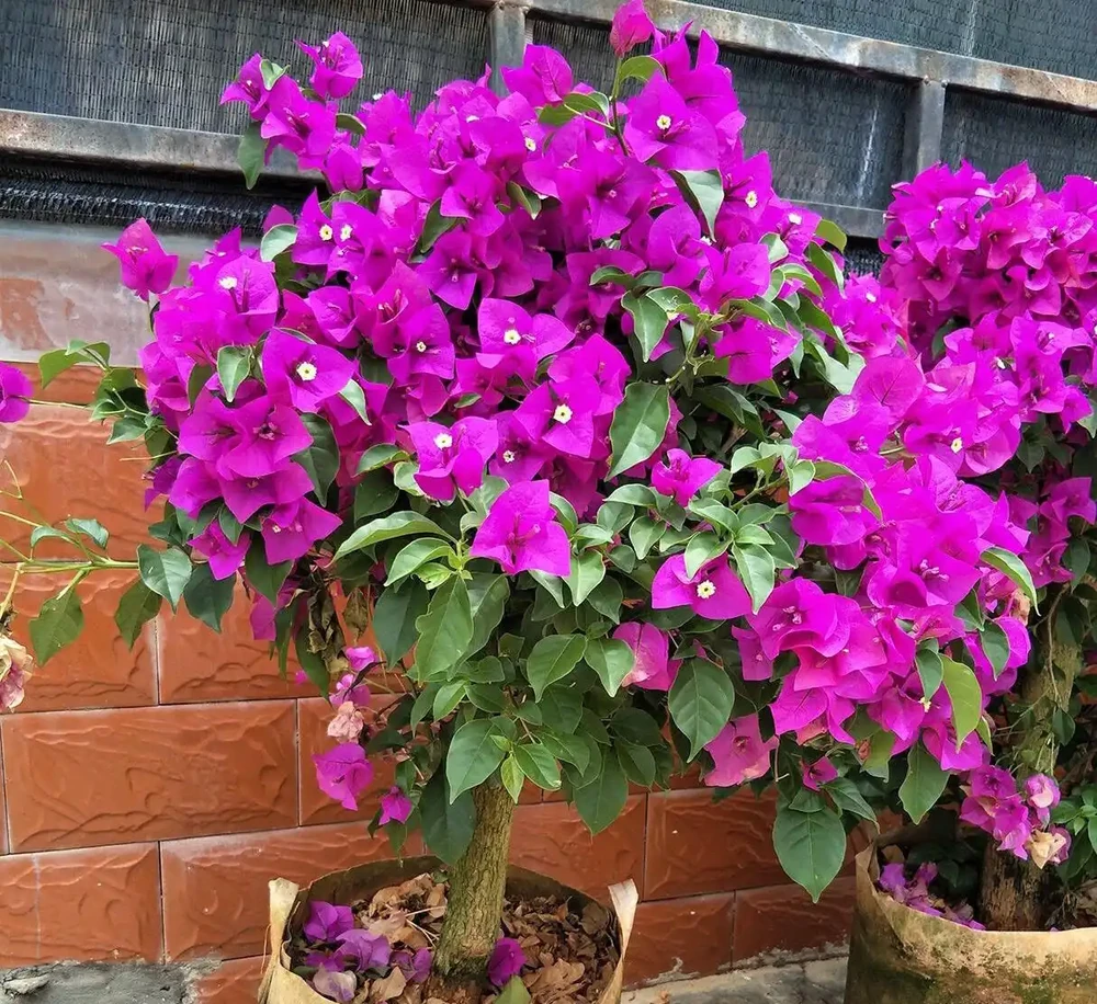 救命!北方春夏暴曬,綠植葉片焦邊?這2招輕鬆救回來