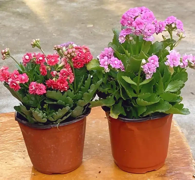 救命!北方春夏暴曬,綠植葉片焦邊?這2招輕鬆救回來