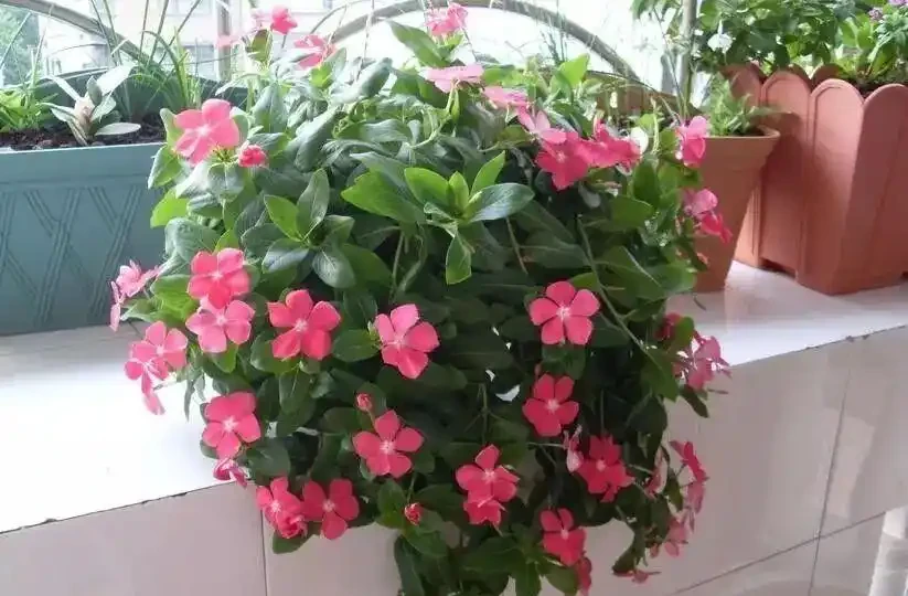 救命!北方春夏暴曬,綠植葉片焦邊?這2招輕鬆救回來