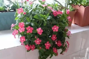 救命！北方春夏暴曬，綠植葉片焦邊？這2招輕鬆救回來