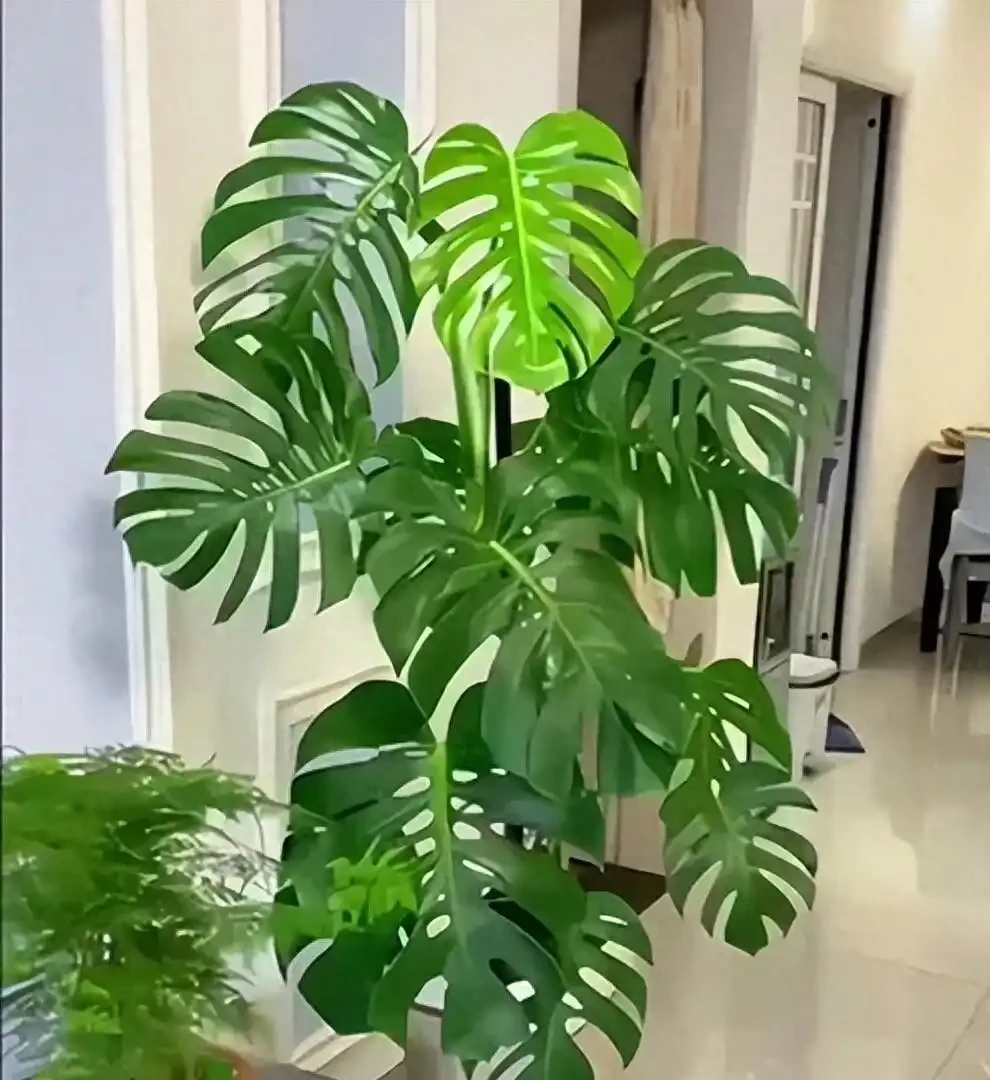 別信「3天澆一次」!龜背芋4月爆長期,看懂這3個訊號再澆水,新葉多到撐滿盆