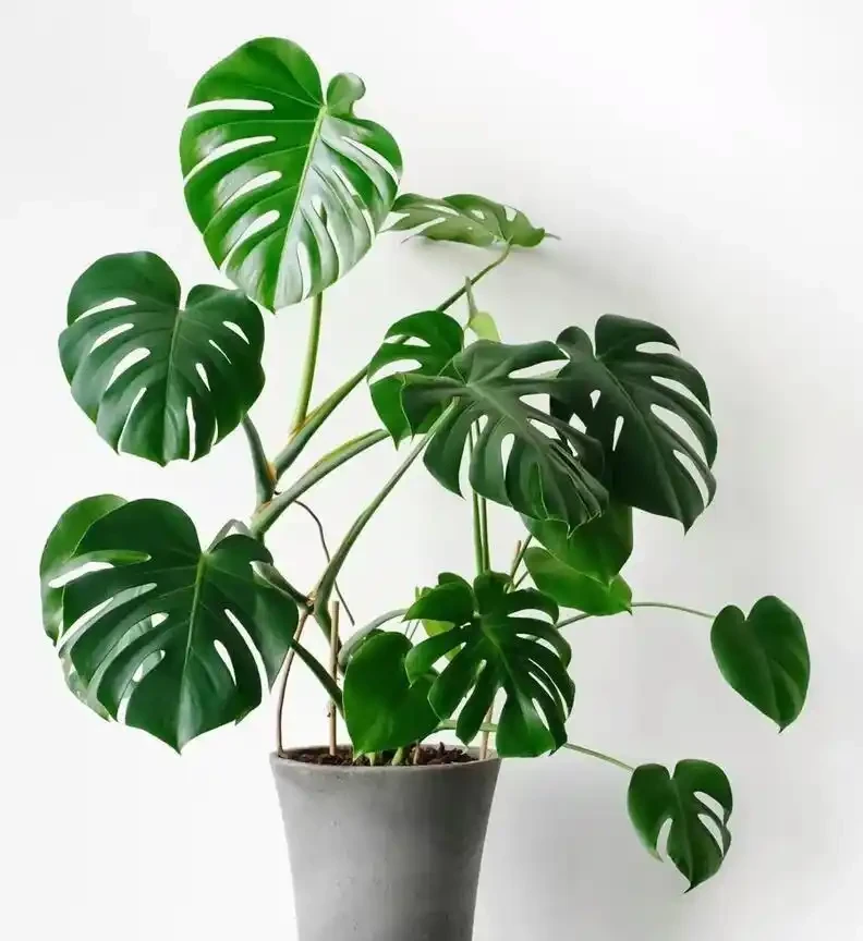 別信「3天澆一次」!龜背芋4月爆長期,看懂這3個訊號再澆水,新葉多到撐滿盆