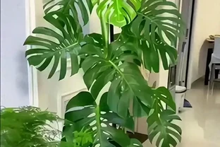 別信「3天澆一次」！龜背芋4月爆長期，看懂這3個訊號再澆水，新葉多到撐滿盆